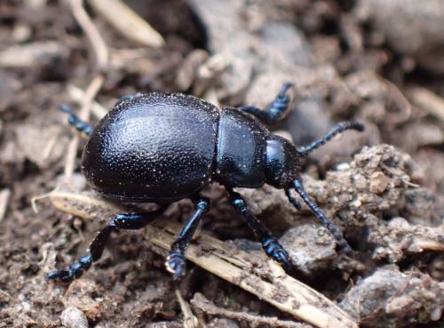 Timarcha goettingensis